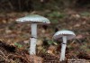 límcovka měděnková (Houby), Stropharia aeruginosa, Strophariaceae (Fungi)